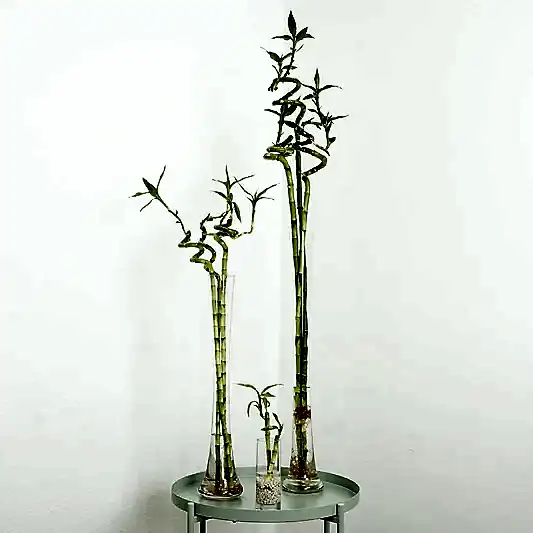 Lucky Bamboo | Vase | Dracaena Plants