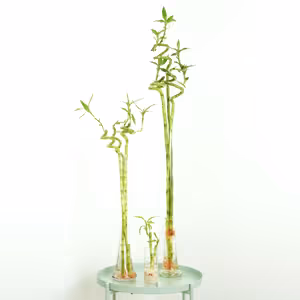 Lucky Bamboo | Vase - Indoor Plant