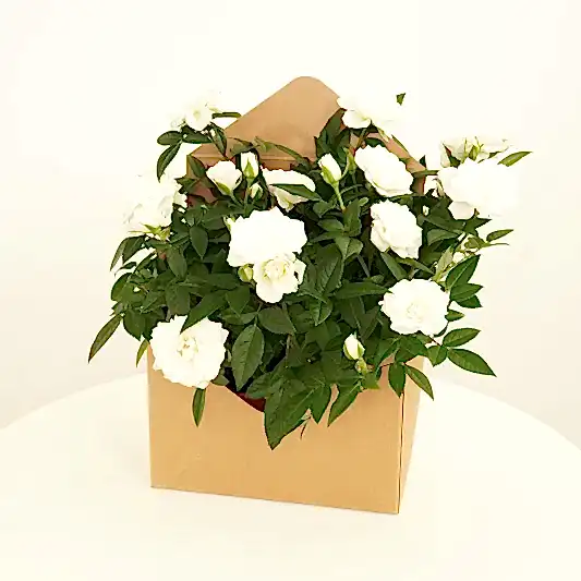 White Roses | Envelope Giftbox | Garden & Outdoor Plants