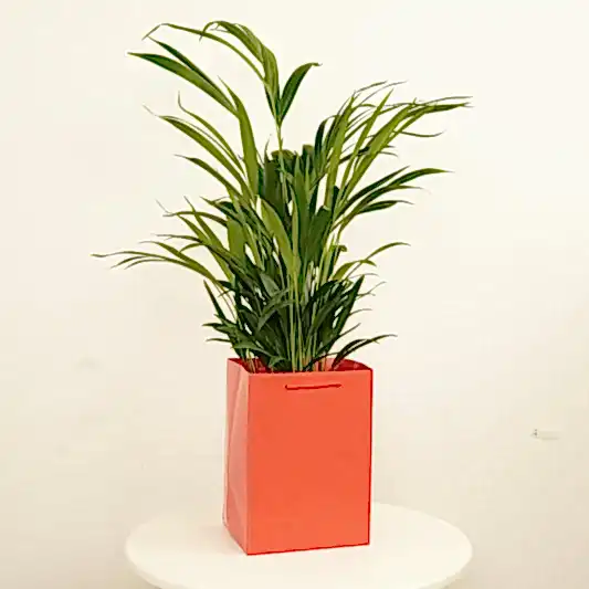 Areca Palm | Gift | Trees & Bonsai