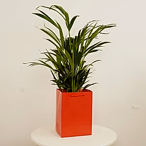 Areca Palm | Gift - Indoor Plant