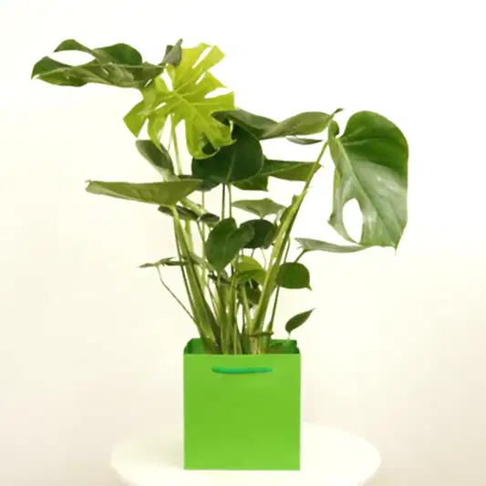 Swiss Cheese Plant | Gift | Trees & Bonsai