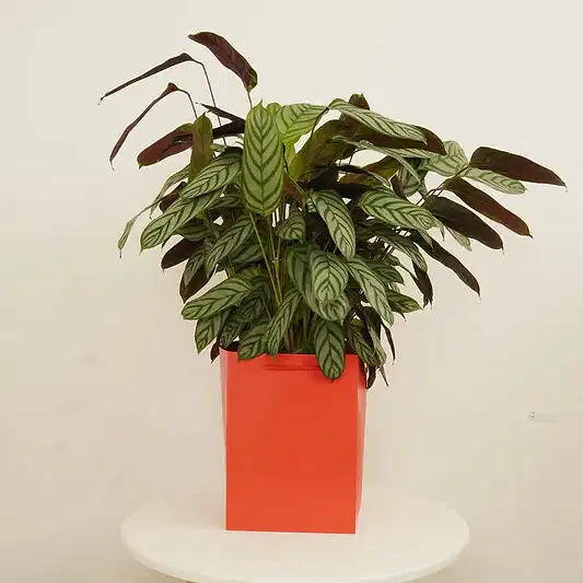 Never Never Plant | Compact Star | Gift | Perfect Plants for Under £50