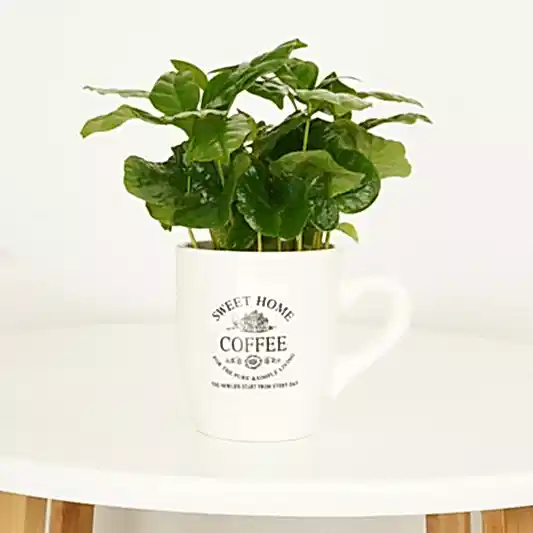 Coffee Cup | Arabica | Easy Care Houseplants