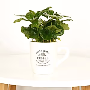 Coffee Cup | Arabica - Indoor Plant