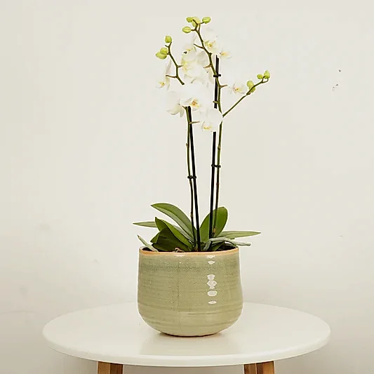 White Phalaenopsis Orchid | Potted Houseplants