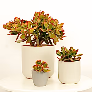 Money Plant | Sunset - Indoor Plant