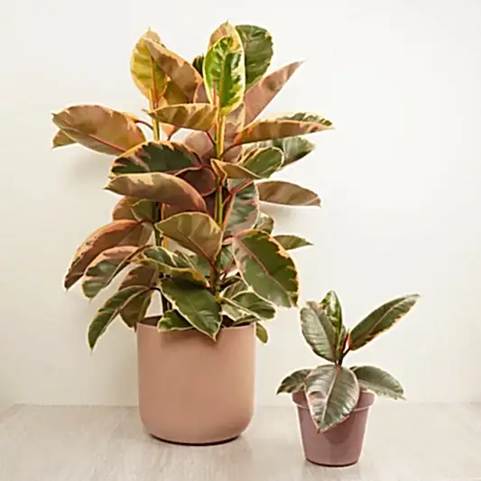 Rubber Plant | Belize | 