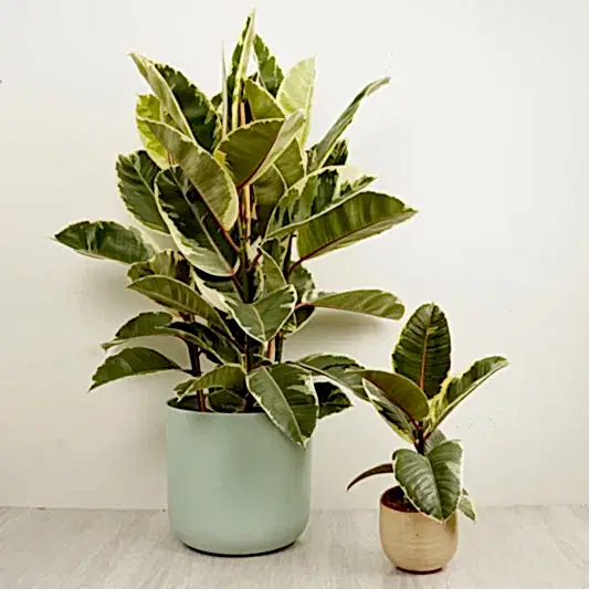 Rubber Tree | Tineke | 