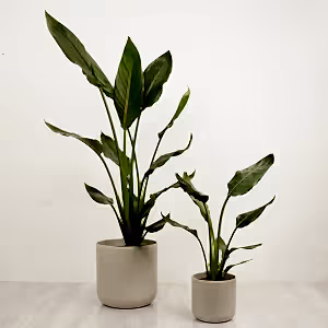 Bird Of Paradise - Indoor Plant