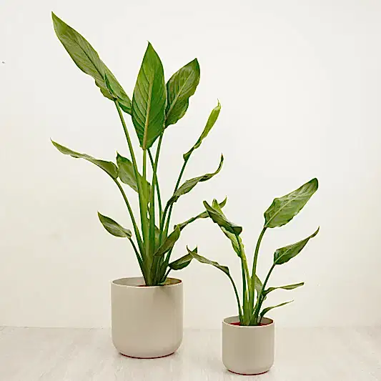 Bird Of Paradise | Trees & Bonsai