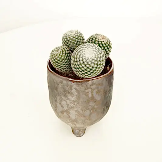 Owl Eye Cactus | Small Plants & Tot Pots