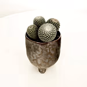 Owl Eye Cactus - Indoor Plant