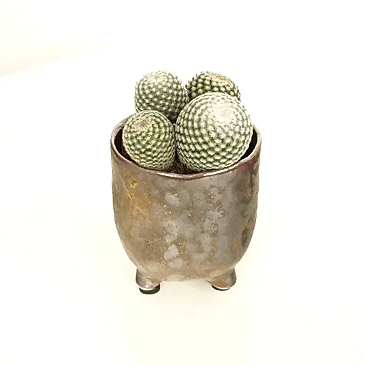 Owl Eye Cactus | Potted Houseplants