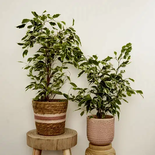 Weeping Fig | Twilight | 