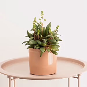 Crassula | Orbicularis - Indoor Plant