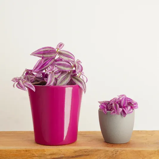 Wandering Dude | Pink Paradise | Potted Houseplants
