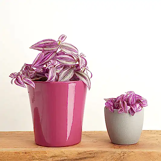Wandering Dude | Pink Paradise | Indoor Hanging Plants