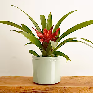 Bromeliad | Blitz - Indoor Plant
