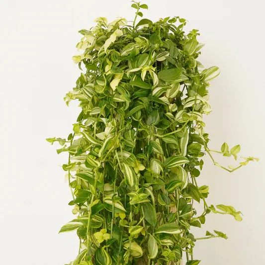 Wandering Dude | Yellow Hill | Perfect Plants for Under £50