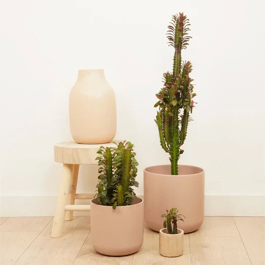 African Milk Tree | Red | Easy Care Houseplants