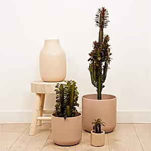 African Milk Tree | Red - Indoor Plant