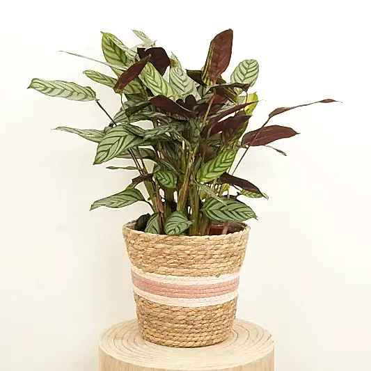Never Never Plant | Compact Star | Foliage Plants
