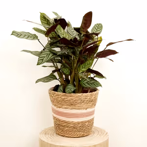 Never Never Plant | Compact Star - Indoor Plant