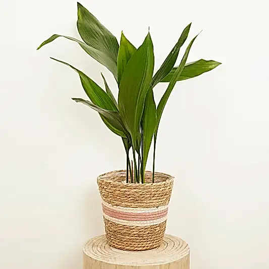 Cast Iron Plant | Perfect Plants for Under £50