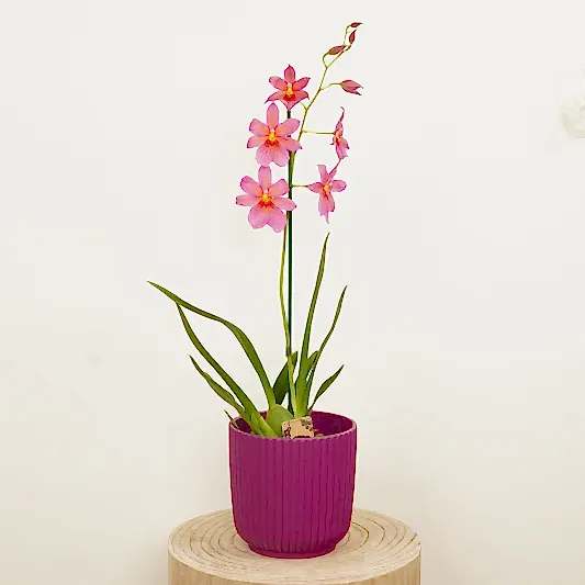 Burrageara Orchid | Nelly Isler Pink | Potted Houseplants