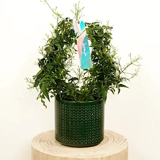 Jasmine | Pet Safe Plants
