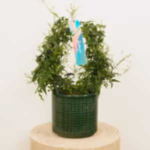 Jasmine - Indoor Plant