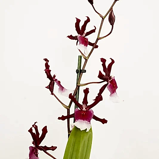 Cambria Orchid | Renaissance | Mild Fragrance | Potted Houseplants
