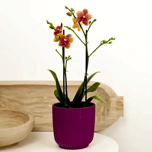 Phalaenopsis Orchid | Bolheri | Pet Safe Plants