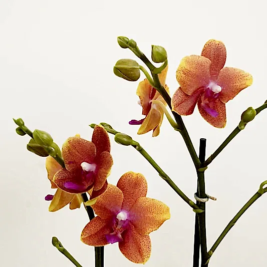 Phalaenopsis Orchid | Bolheri | Potted Houseplants