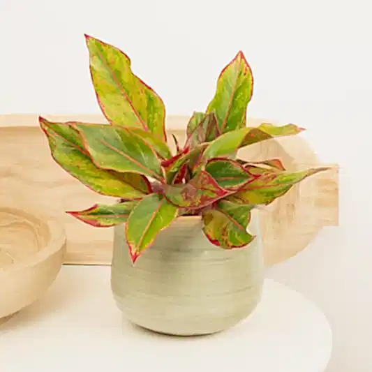 Chinese Evergreen | Crete | Rare & Unusual Plants