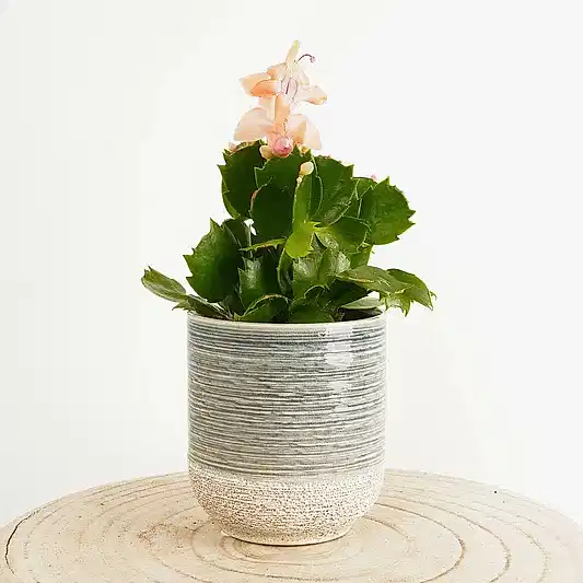 Flowering Cactus | Apricot | Indoor Succulent Plants