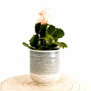 Flowering Cactus | Apricot - Indoor Plant