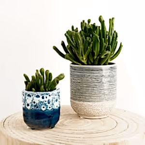 Crassula | Hobbit - Indoor Plant
