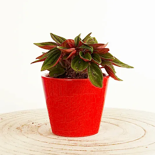 Radiator Plant | Rosso | Pilea & Peperomia Plants