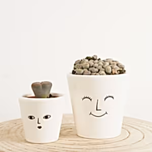 Living Stones - Indoor Plant