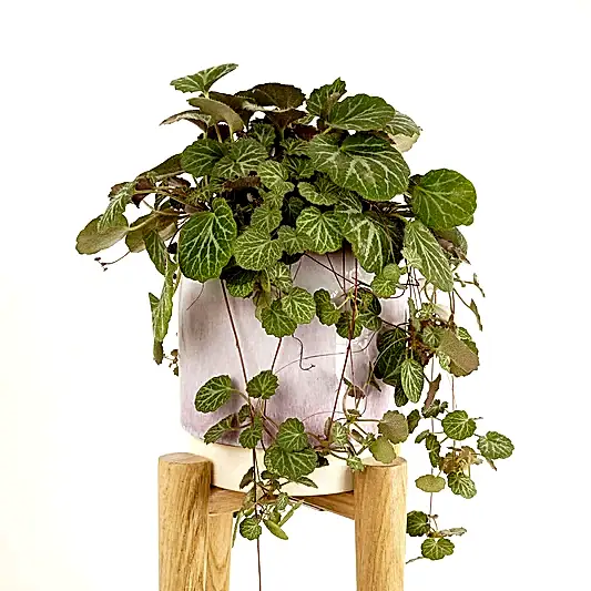 Strawberry Begonia | Mother Of Thousands | Indoor Hanging Plants