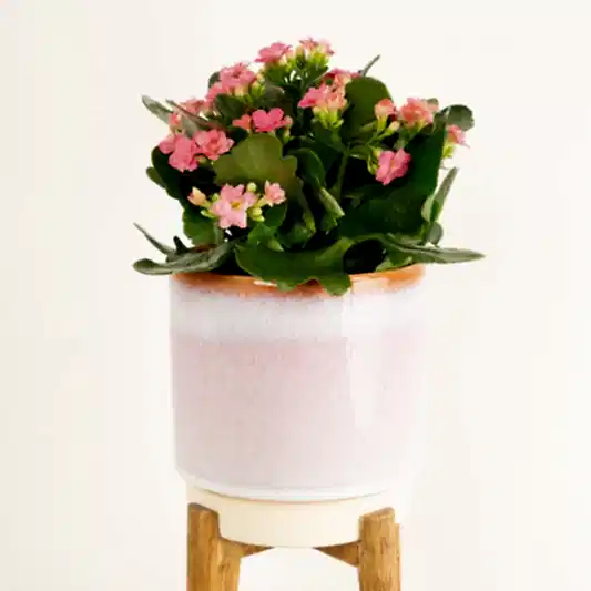 Kalanchoe | African June | Spring Plants
