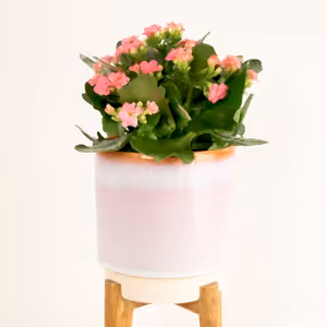 Kalanchoe | African June - Indoor Plant