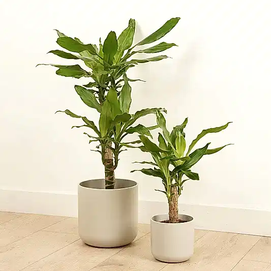 Madagascar Dragon Tree | Trees & Bonsai