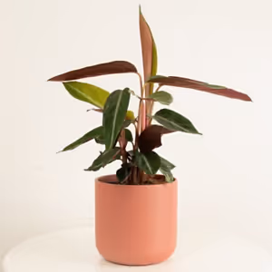 Never Never Plant | Stripestar - Indoor Plant