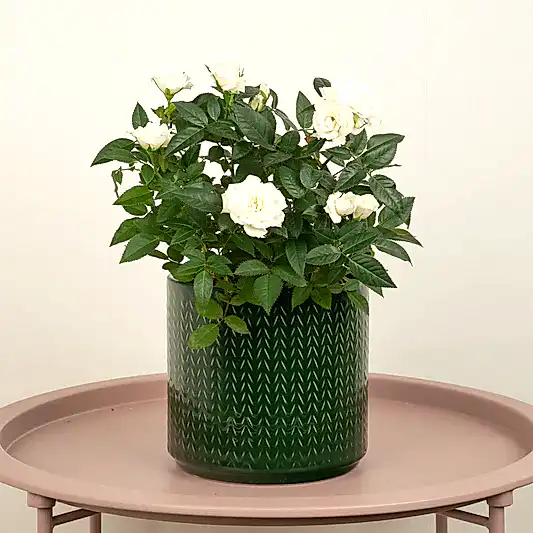 Flowering Rose | White | Pet Safe Plants