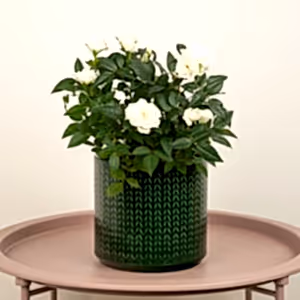 Flowering Rose | White - Indoor Plant