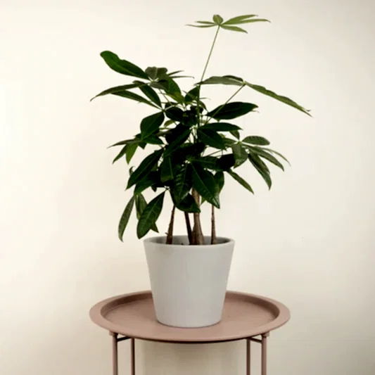 Money Tree | Straight Up! | Trees & Bonsai