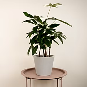 Money Tree | Straight Up! - Indoor Plant